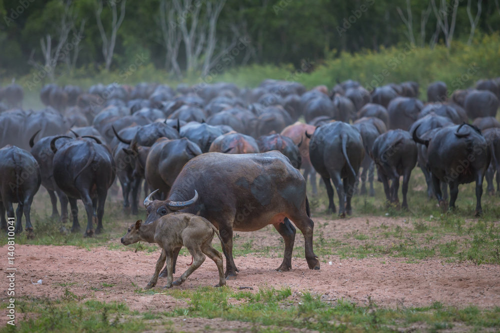The newly born buffalo is walking by her mother and her flock to return the stall. The newly born buffalo is walking by her mother and her flock to return the stall.