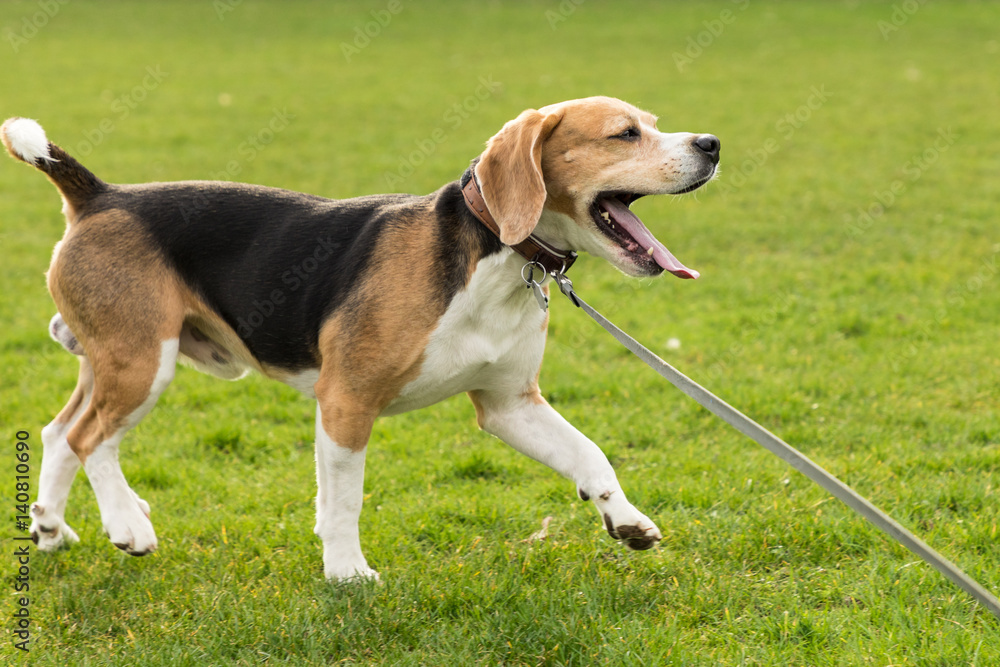 Beagle rennt über den Rasen und gähnt