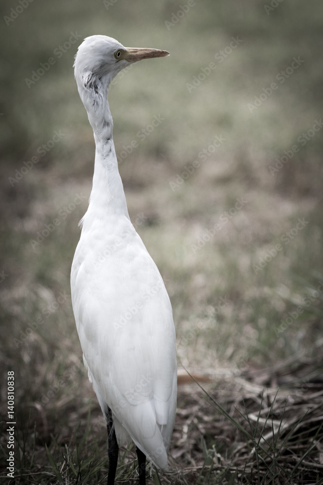 Obraz premium The white egret.