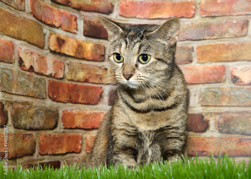 Fotografie Portrait of one brown and black tabby cat crouched nervously in grass looking to viewers left