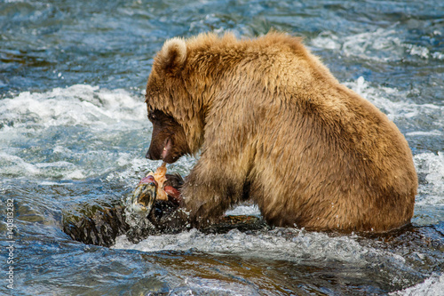 Alaskan brown baby-bear eating salmon, Brooks camp, US