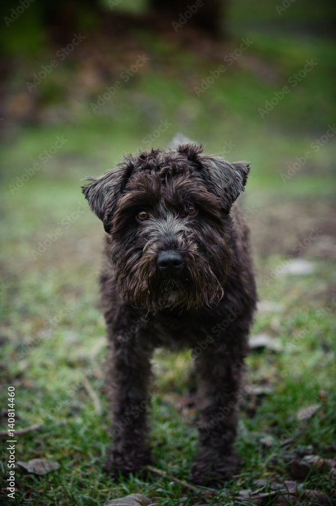 Miniature Schnauzer dog standing in grass