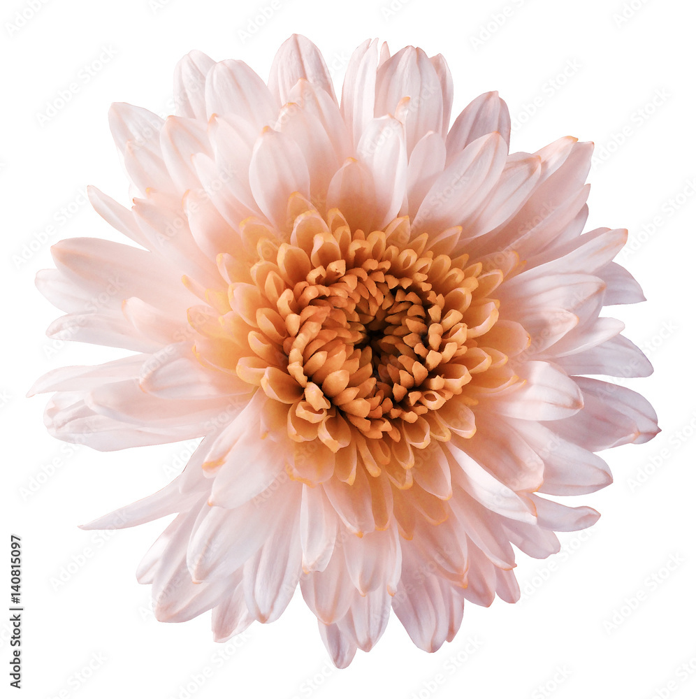 white-orange flower chrysanthemum, garden flower, white isolated background with clipping path. Closeup. no shadows. orange centre. Nature. white-orange flower chrysanthemum, garden flower, white isolated background with clipping path. Closeup. no shadows. orange centre. Nature.