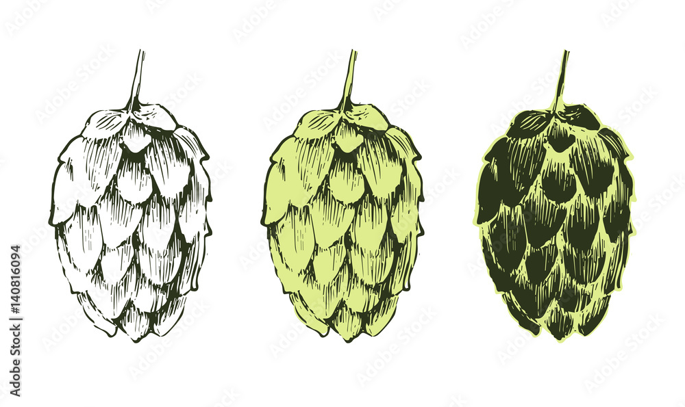 hand drawn hop plant hand drawn hop plant