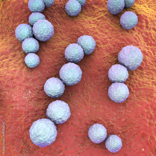 Streptococcus mutans bacteria, gram-positive cocci which cause dental caries, 3D illustration