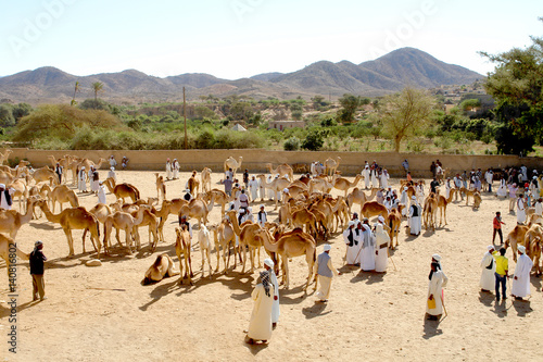 Keren Camel Market in Eritrea     © robnaw