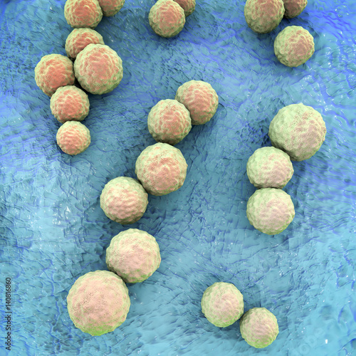 Streptococcus mutans bacteria, gram-positive cocci which cause dental caries, 3D illustration photo