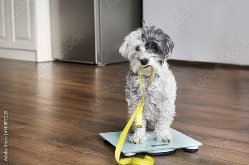 poodle dog sitting on weigh scales with measuring meter in the mouth