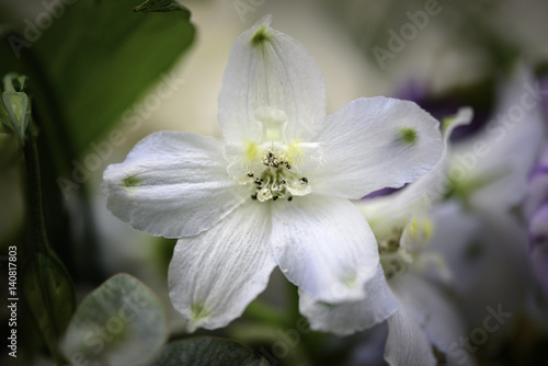 white geranium