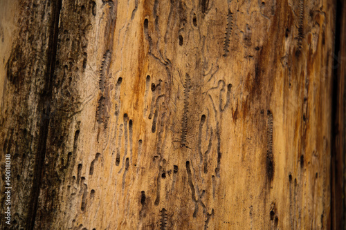 Wood grain damaged by insects