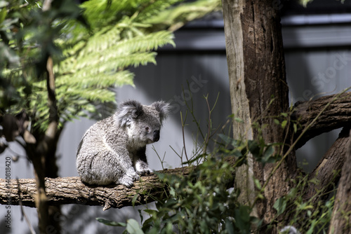 Fototapeta Naklejka Na Ścianę i Meble -  Koala was sitting alone on a tree