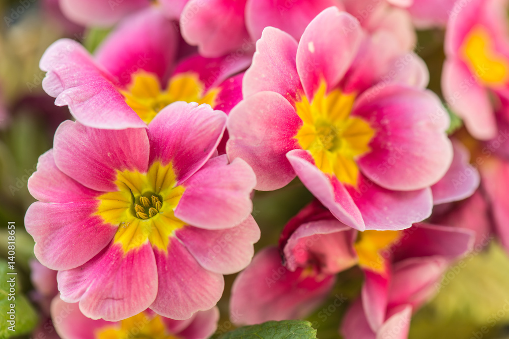 Pink flower, beautiful garden flowers Pink flower, beautiful garden flowers