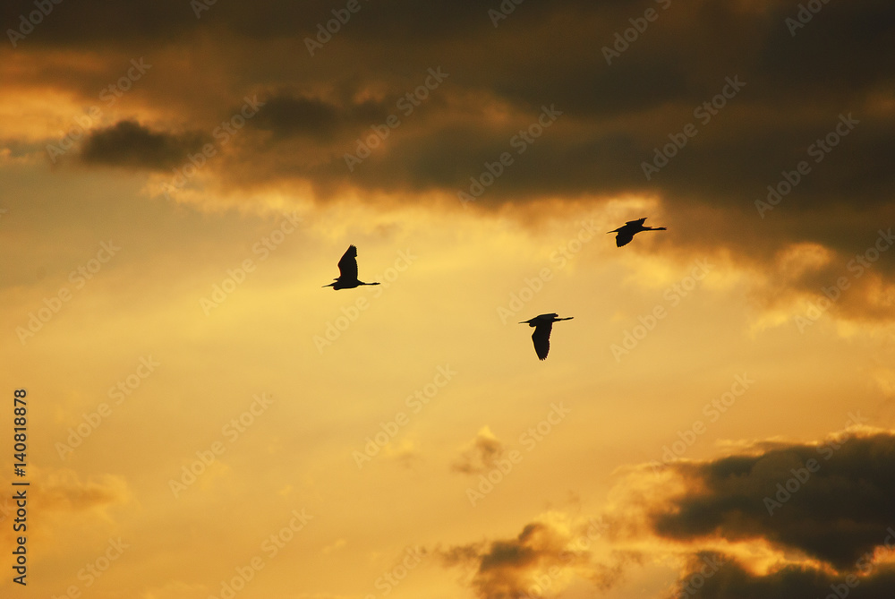 El último vuelo El último vuelo
