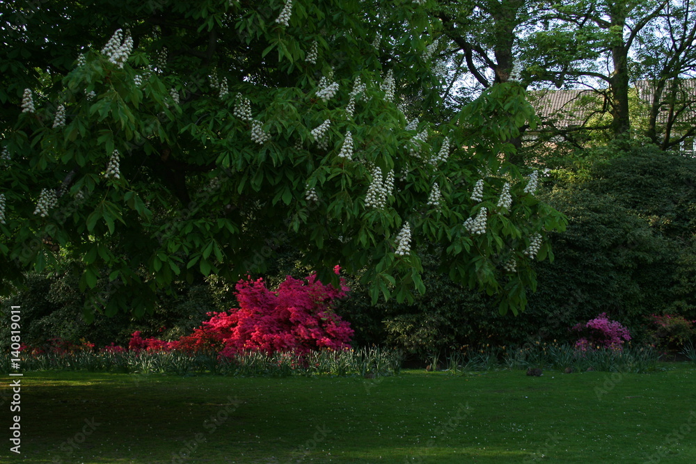 Fototapeta premium Ein Garten