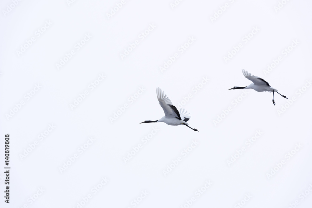 Red crown cranes flying in the sky Red crown cranes flying in the sky