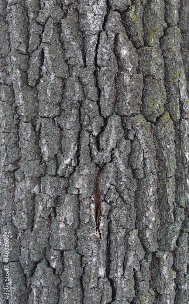 Texture of a tree and a board. relief and close-up
Texture of a tree and a board. relief and close-up