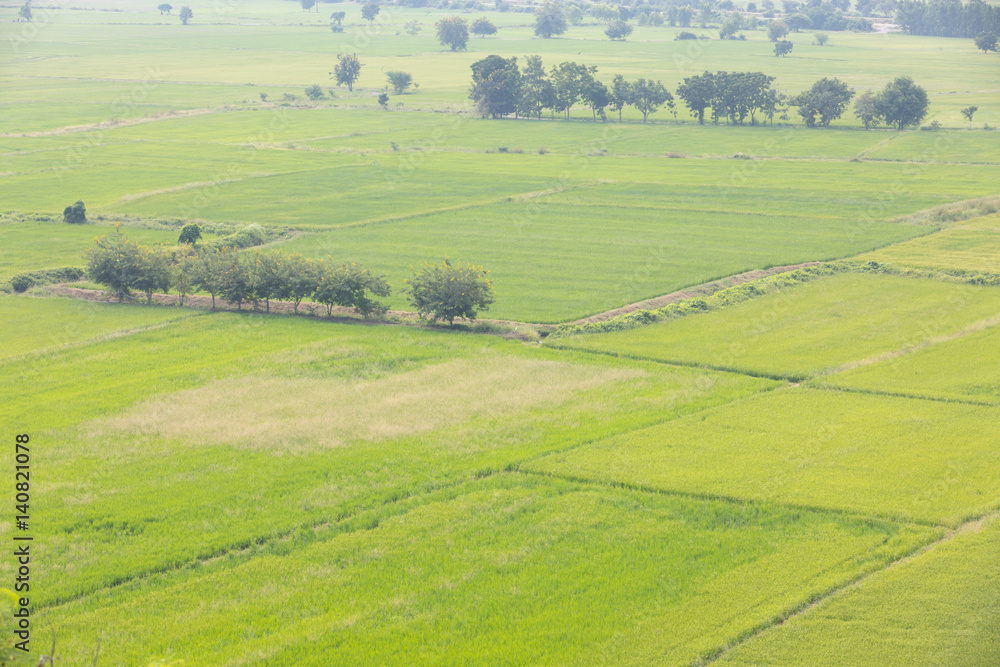 Green field, view from a height at noon Green field, view from a height at noon
