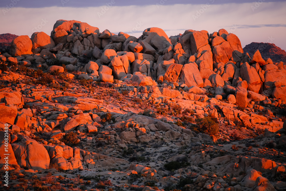 Obraz premium Dawn in the desert of Joshua Tree California