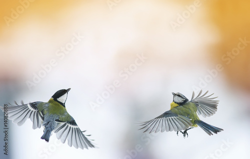 two titmouses flying up towards the sun, spread its wings widely © nataba