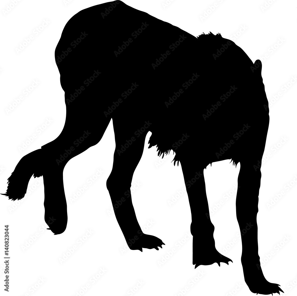 Silhouette of a walking hungry and angry cheetah - digitally hand drawn vector illustration