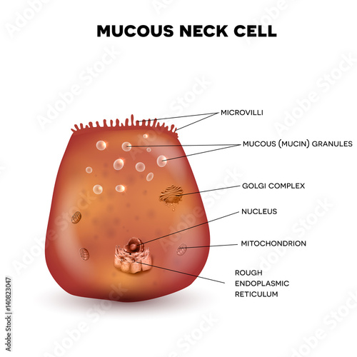 Mucous neck cell of the stomach wall. Beautiful colorful drawing on a white background