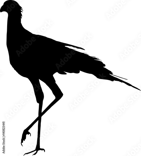 Silhouette of a secretary bird, walking- digitally hand drawn vector illustration
