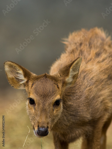 Wallpaper Mural Deer in zoo Torontodigital.ca