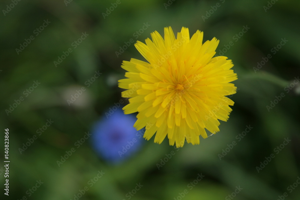 Frühling