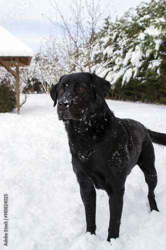 Black Labrador dog in the snow