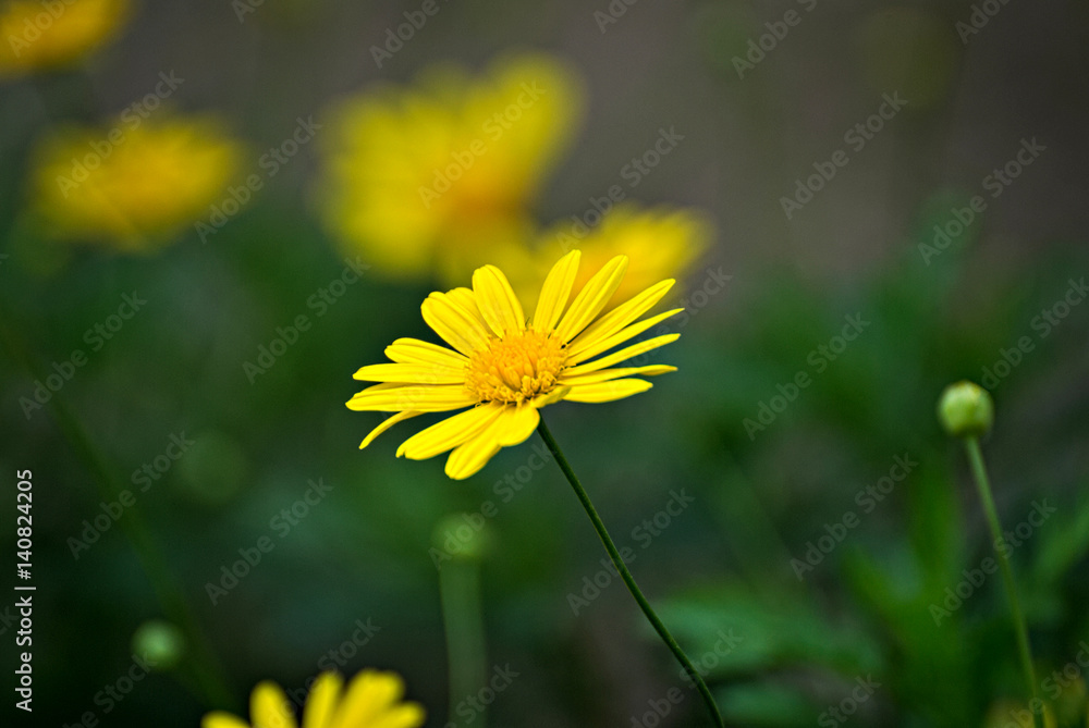Beautiful yellow flowers outdoor Beautiful yellow flowers outdoor