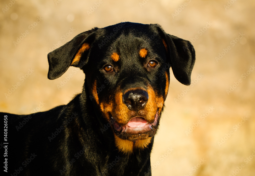 Rottweiler dog portrait against natural background Rottweiler dog portrait against natural background