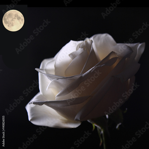 Moonlit Rose