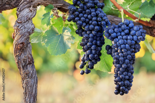 Foto Two perfect bunches of red wine grapes in vineyard with warm background color