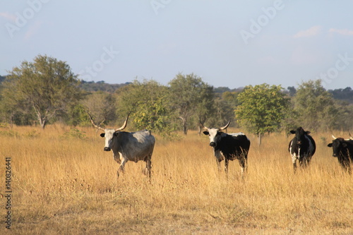 Afrikanische Kühe