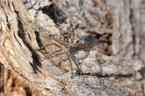Wolf spider ready for attack camouflaged on tree bark