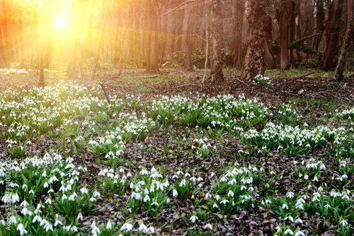 Fototapeta Naklejka Na Ścianę i Meble -  white snowdrop flowers in spring