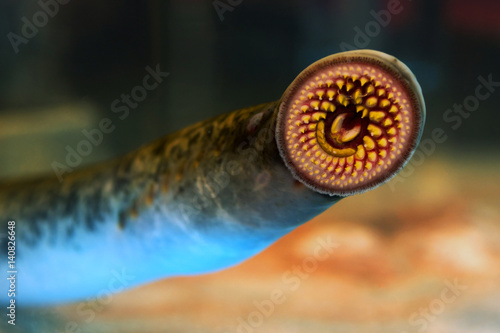 lamprey fresh fish