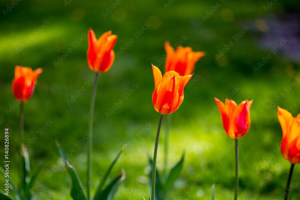 Many beautiful red tulips in a botanical garden. Kiev. Ukraine. Many beautiful red tulips in a botanical garden. Kiev. Ukraine.