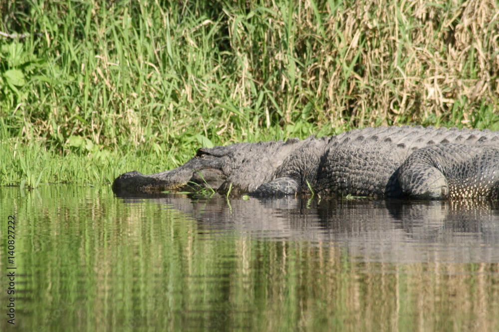 Florida Alligator on Myakka River Florida Alligator on Myakka River