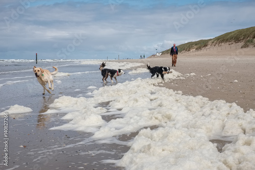 Three dogs playing on a beach covered by Algae, in Texel, the Netherlands. photo