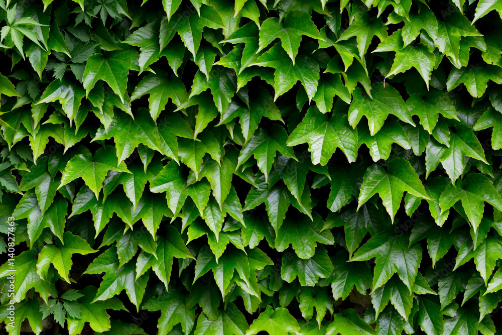 Green leafs background Green leafs background