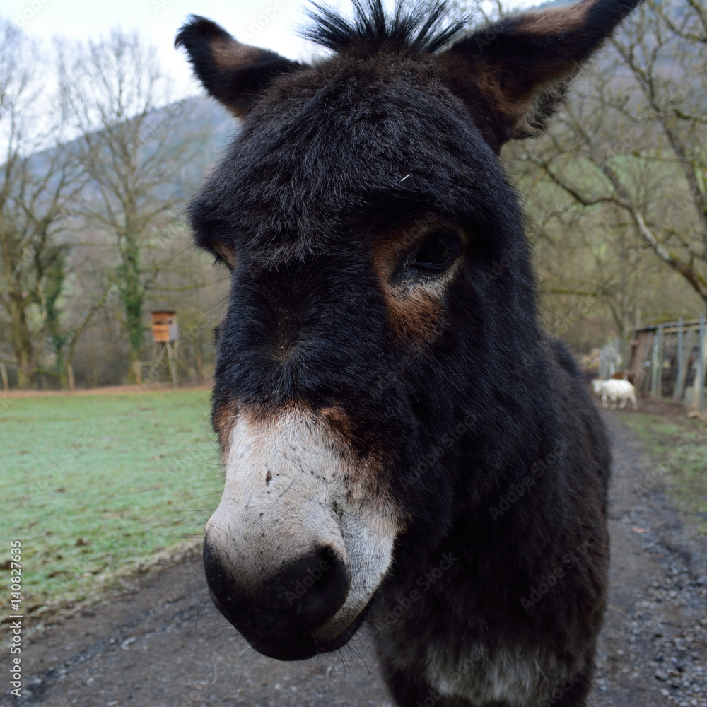 Fototapeta premium Donkey