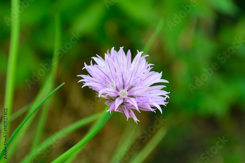 Chive flower