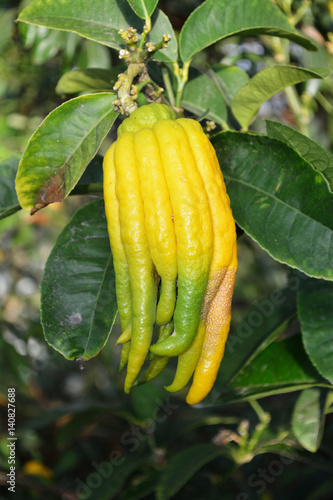 Lemon 