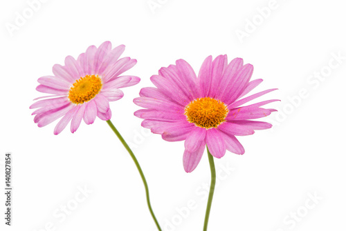 Pink daisy isolated