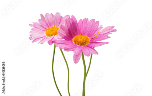 Pink daisy isolated