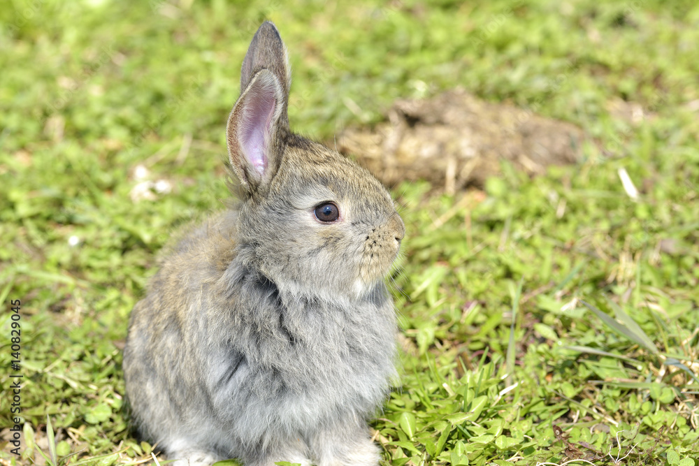 Fototapeta premium little rabbit is on a pasture