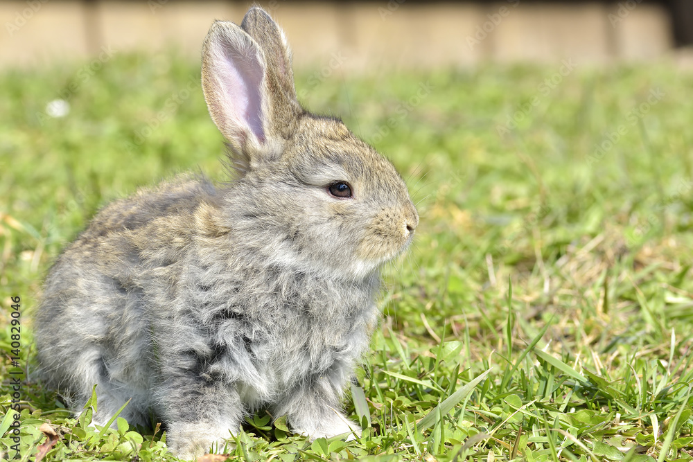 Fototapeta premium little rabbit is on a pasture
