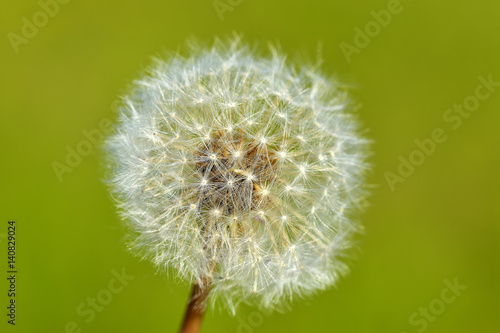 Common dandelion  Taraxacum officinale .