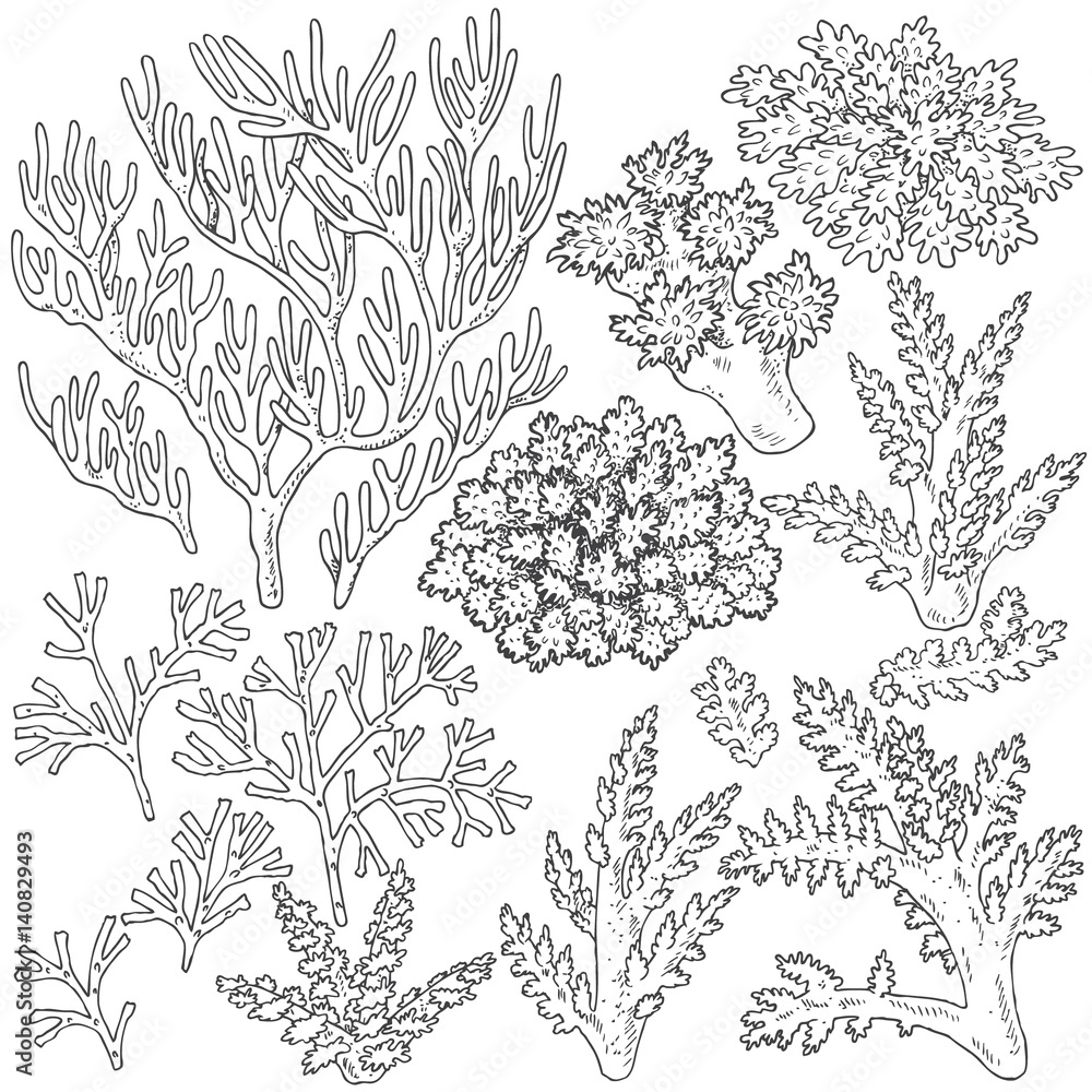 Fototapeta premium Sketch of corals set